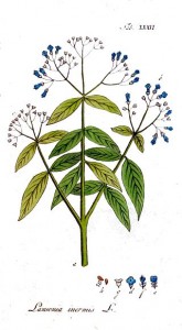 lawsonia inermis