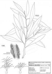 Melaleuca alternifolia